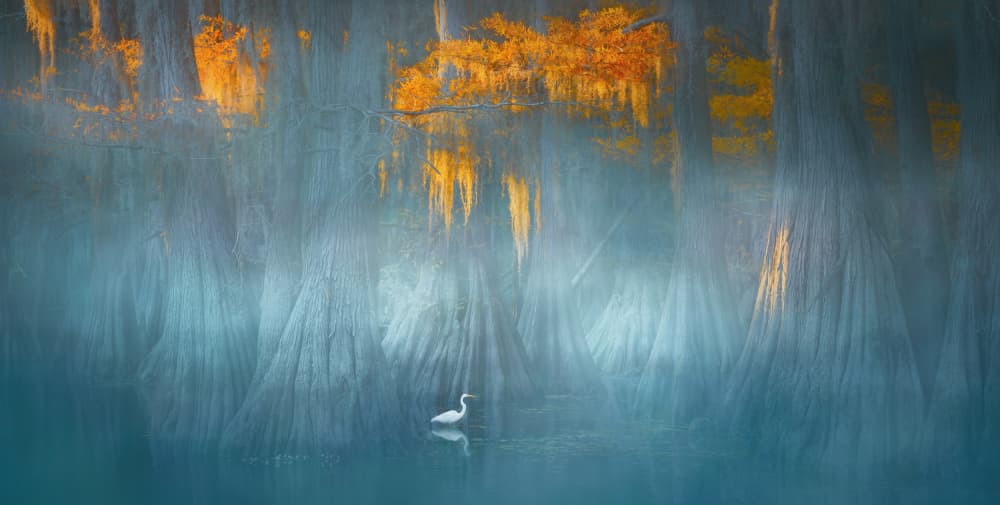 Misty Cypress Egret by Catherine Wang — canvas wall art