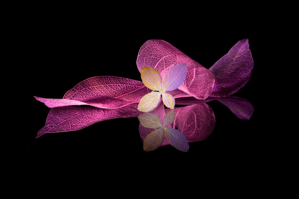 Pink Floral Reflection by Igor Kopcev — canvas wall art