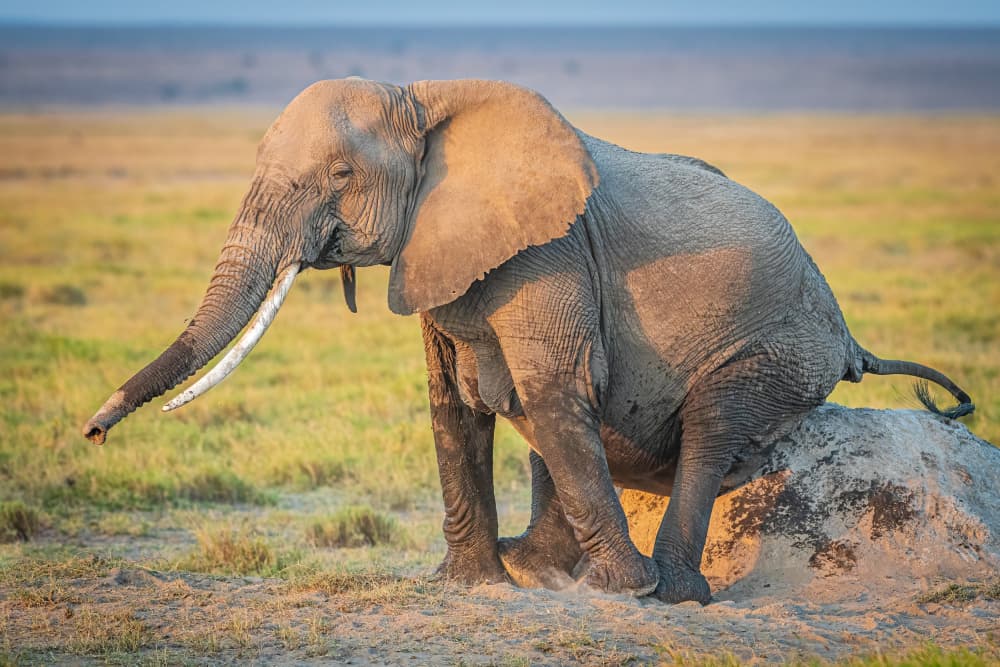 Elephant Resting at Sunset by Jeffrey C. Sink — canvas wall art