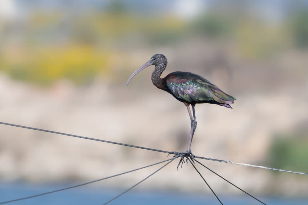 Elegant Ibis On Wire by Guy Wilson — canvas wall art
