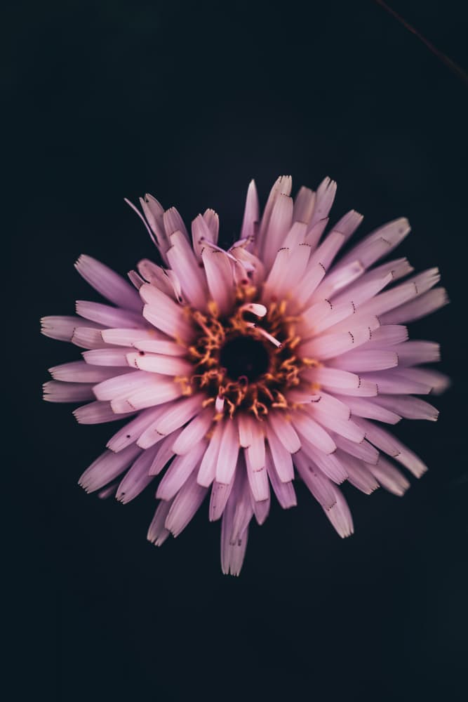 Moody Purple Bloom by Javier Pardina — canvas wall art