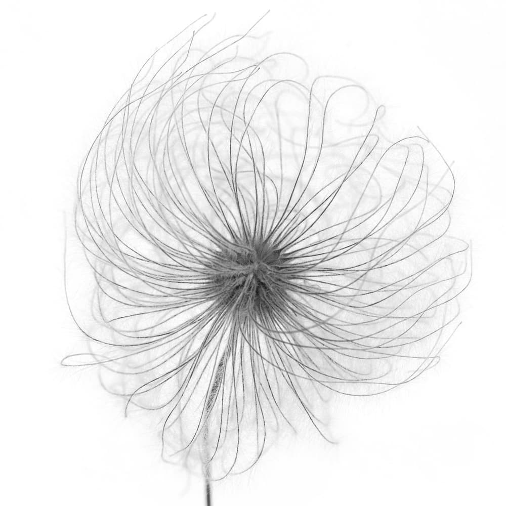 Delicate Botanical Form by Lotte Grønkjær — canvas wall art