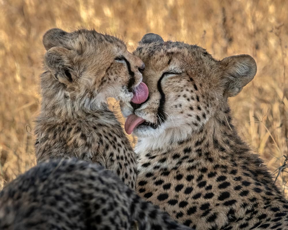 Cheetah Cub Love by Hung Tsui — canvas wall art