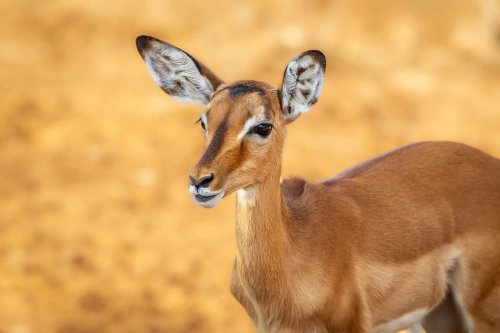 Gentle Impala Portrait by Jeffrey C. Sink — canvas wall art