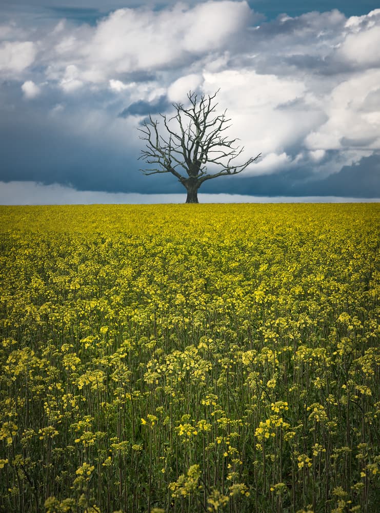 Golden Field Bare Tree by Christian Lindsten — canvas wall art