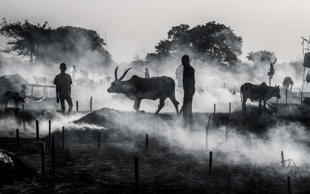 Walking Cattle Through Smoke by Joxe Inazio Kuesta Garmendia — canvas wall art