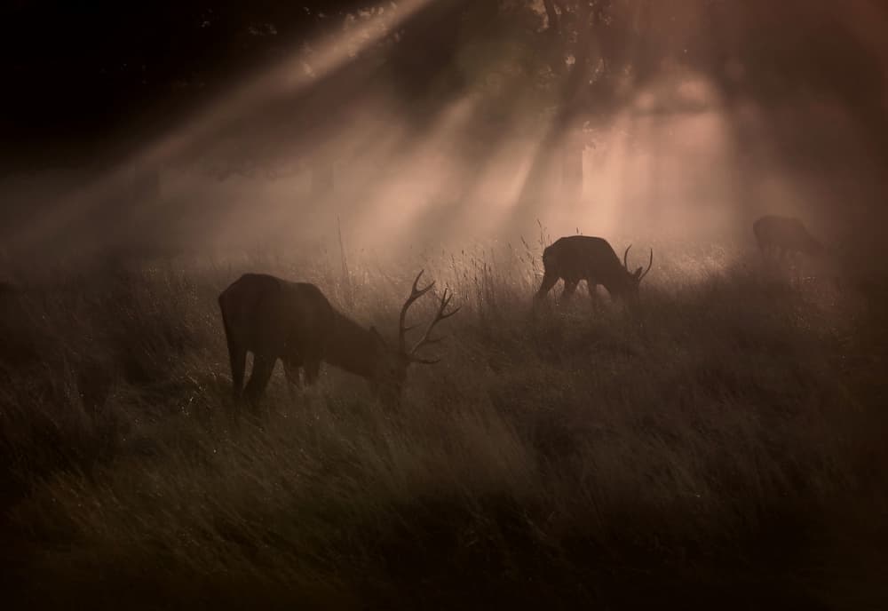 Misty Morning Deer by Robert Fabrowski — canvas wall art