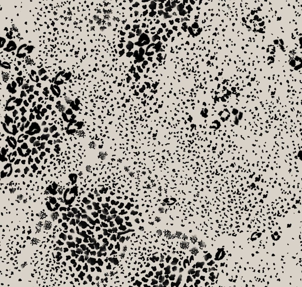Animal Print - Gray and Black by Anis Illustration — canvas wall art