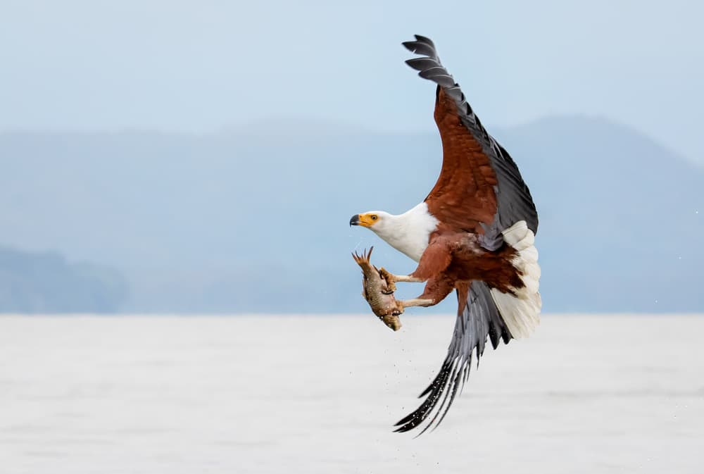 Majestic Eagle Fish Catch by John J. Chen — canvas wall art