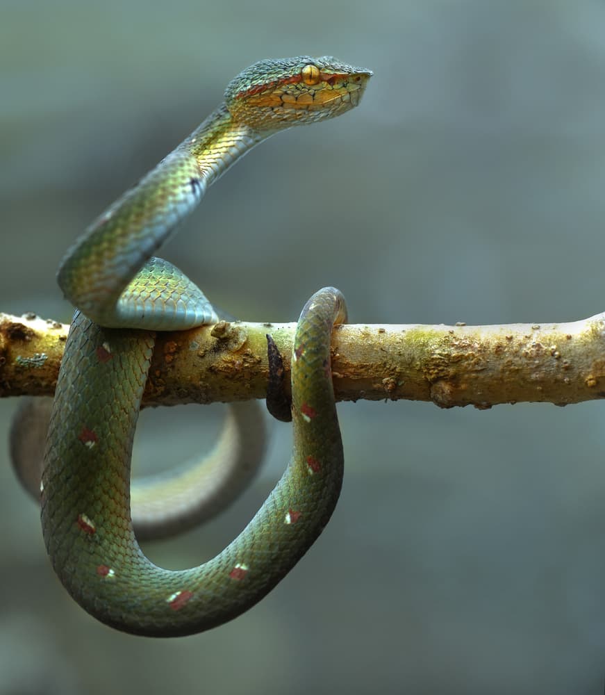Exotic Green Snake by Fahmi Bhs — canvas wall art