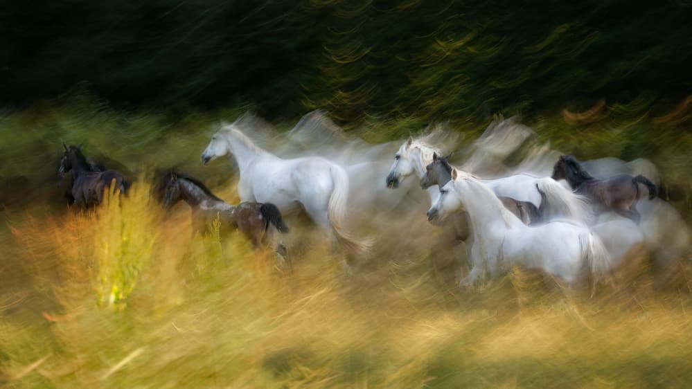 Spirited White Horses by Milan Malovrh — canvas wall art