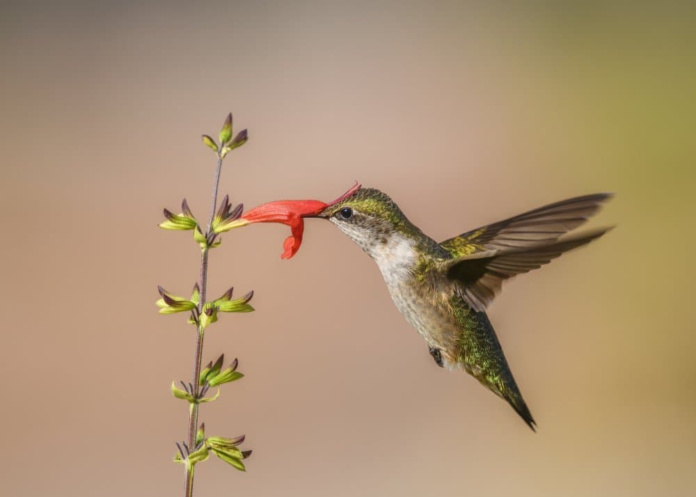 Hummingbird Nectar Sip by Li Chen — canvas wall art