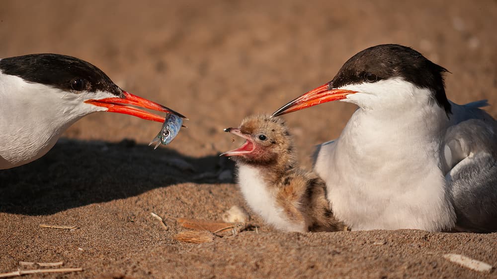 Tern Family Feeding by Joan Gil Raga — canvas wall art