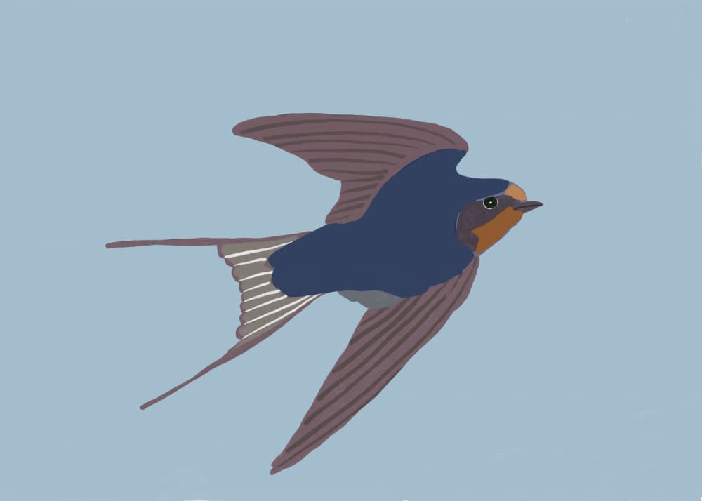Flying Barn Swallow by Sharyn Bursic — canvas wall art