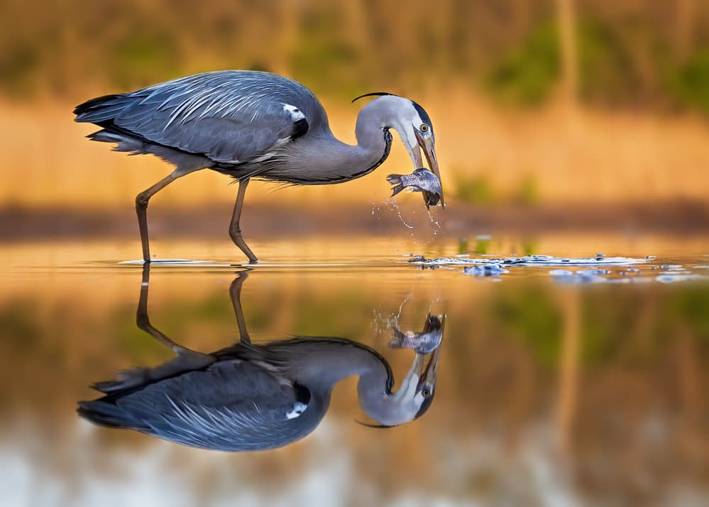Great Heron Fishing by Annie Poreider — canvas wall art