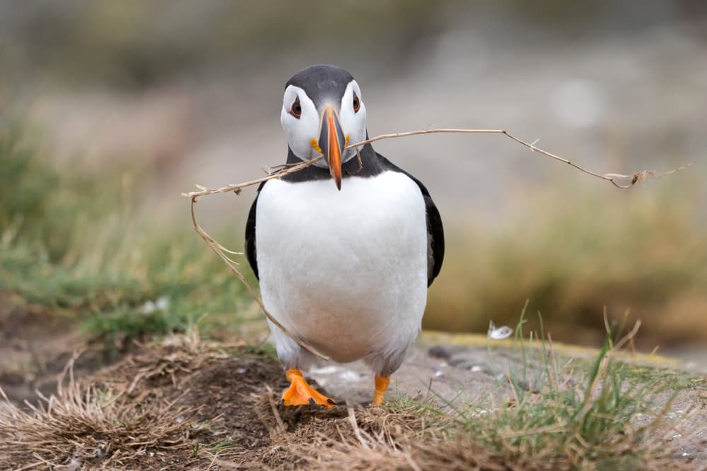 Puffin Carrying Nesting Stick by Alfred Forns — canvas wall art