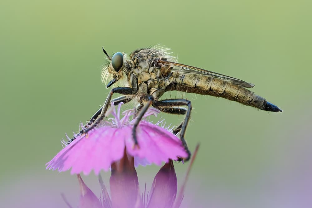 Robber Fly on Pink Flower by Rostislav Kralik — canvas wall art