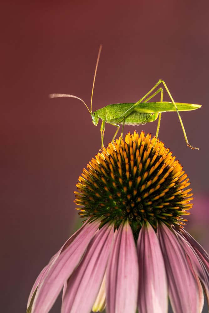 Green Grasshopper on Coneflower by Summer2016 — canvas wall art