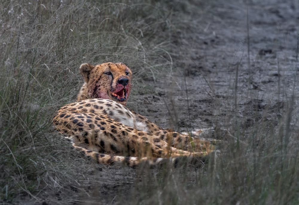 Cheetah After Hunt by Allen SDCA — canvas wall art