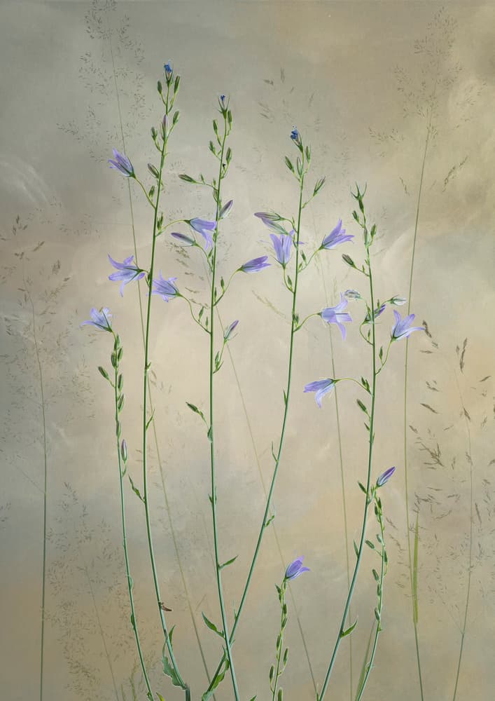 Delicate Bellflowers by Greetje van Son — canvas wall art