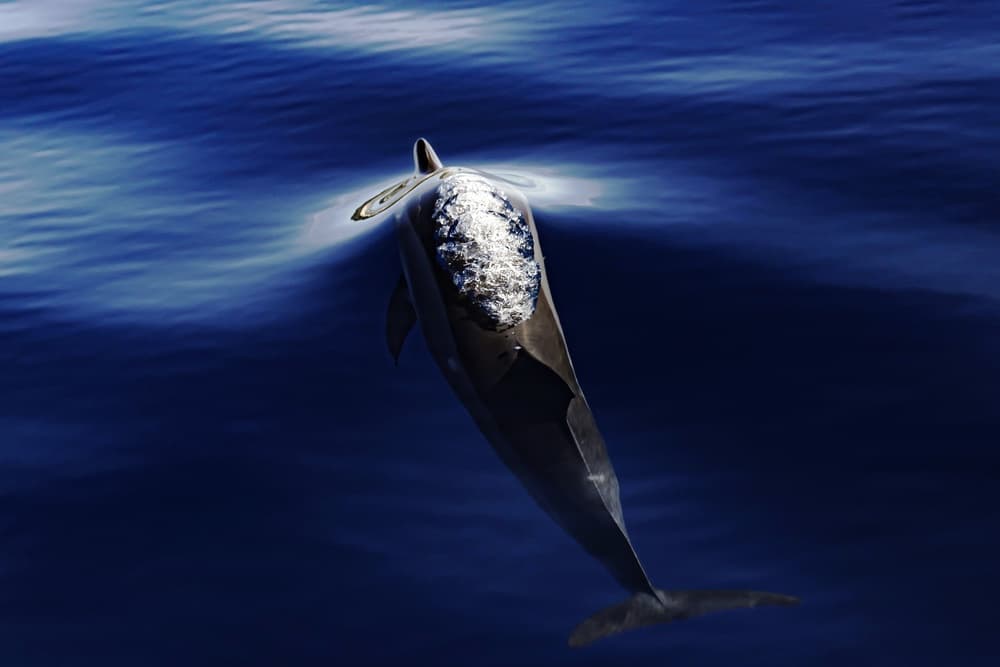 Dolphin in Deep Blue by Serge Melesan — canvas wall art