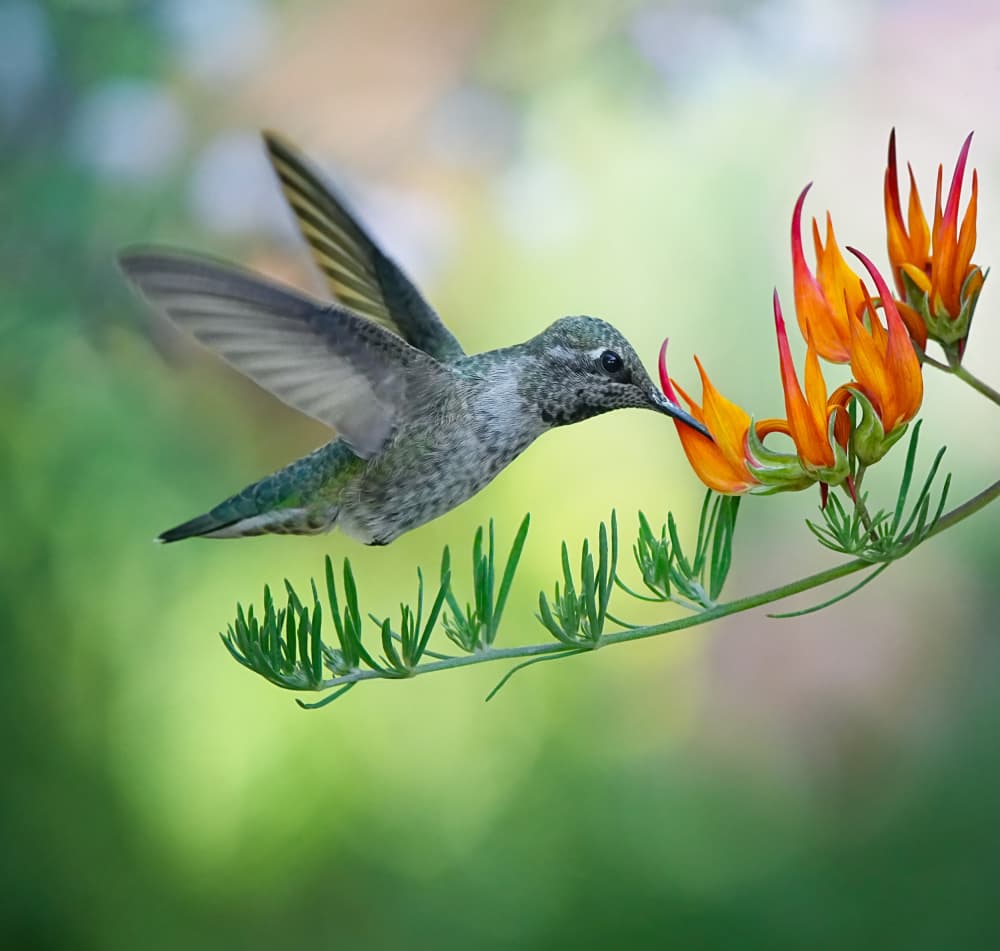 Hummingbird Nectar Bloom by Xiaojian Huang — canvas wall art