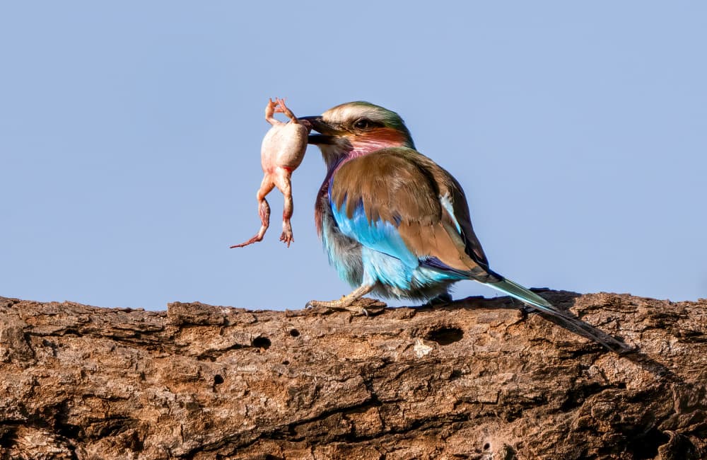 Lilac Roller's Frog Catch by Serena Duan — canvas wall art