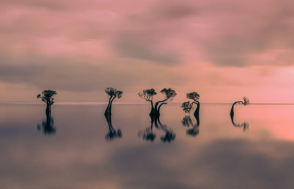 Serene Pink Trees by Jie Jin — canvas wall art