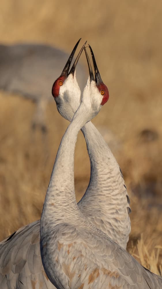 Dancing Cranes by John Fan — canvas wall art
