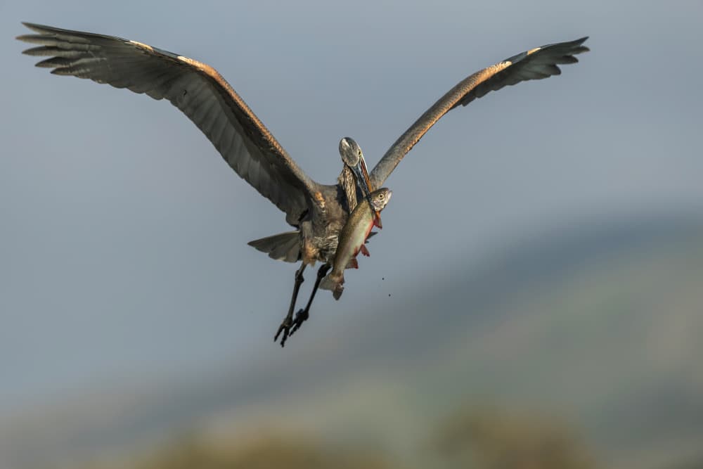 Heron Flying With Fish by Judy Tseng — canvas wall art