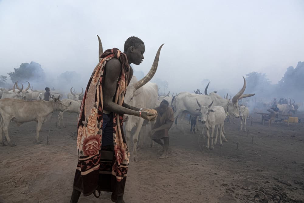 African Man Horned Cattle by Elena Molina — canvas wall art