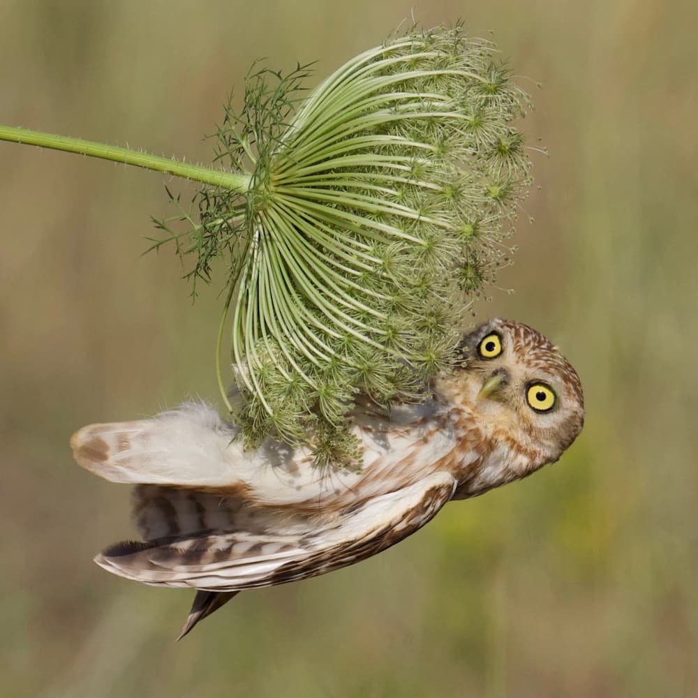 Curious Upside Down Owl by David Manusevich — canvas wall art