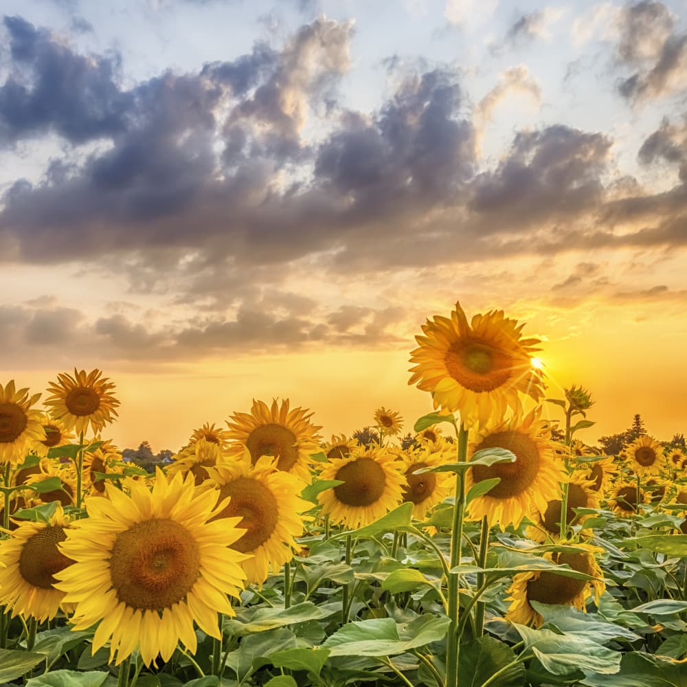 Golden Sunflower Sunset by Melanie Viola — canvas wall art