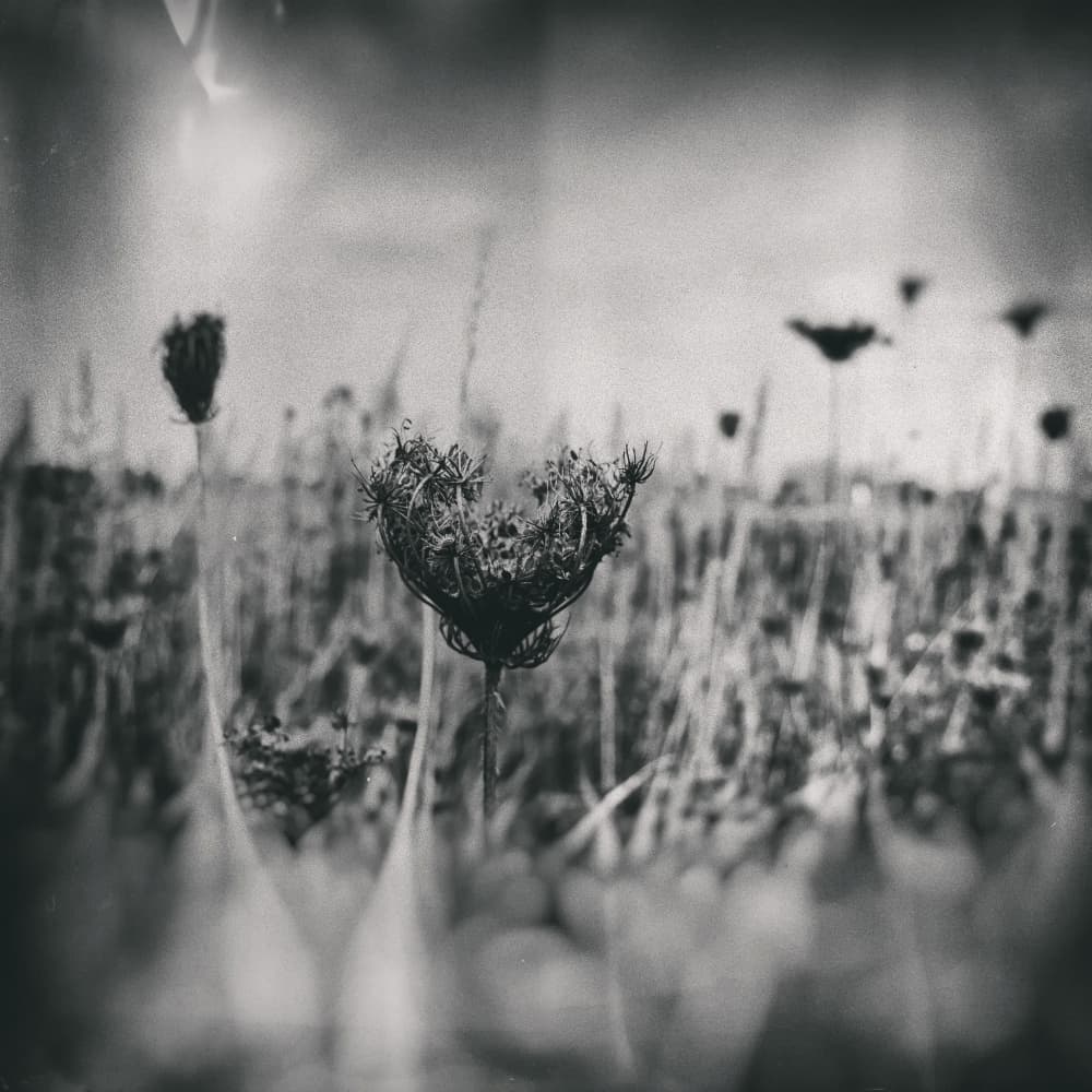 Solitary Field Bloom by Justyna Jaszke — canvas wall art