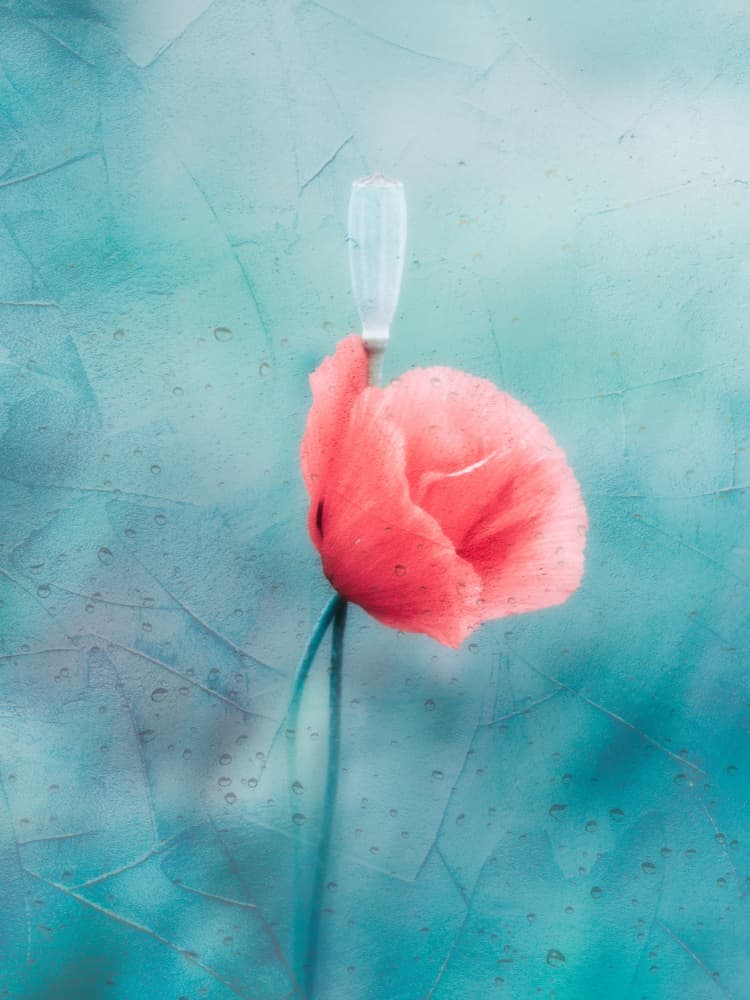 Delicate Red Poppy by Cristiano Giani — canvas wall art