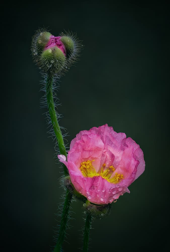 Pink Poppy Bloom by Ben.C.L — canvas wall art