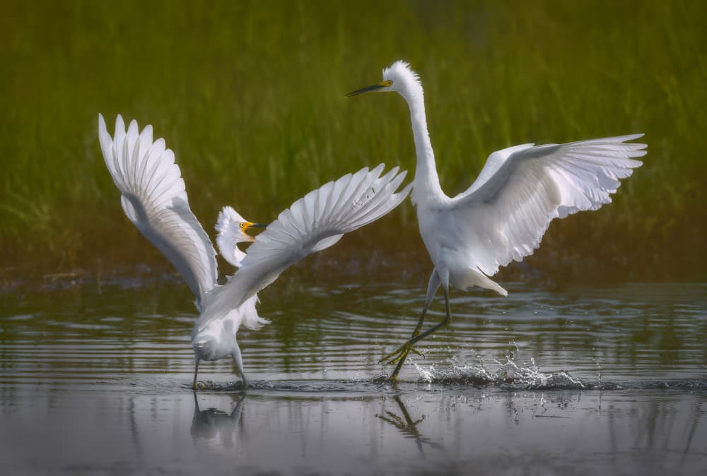 Egrets in Motion by Xiaobing Tian — canvas wall art