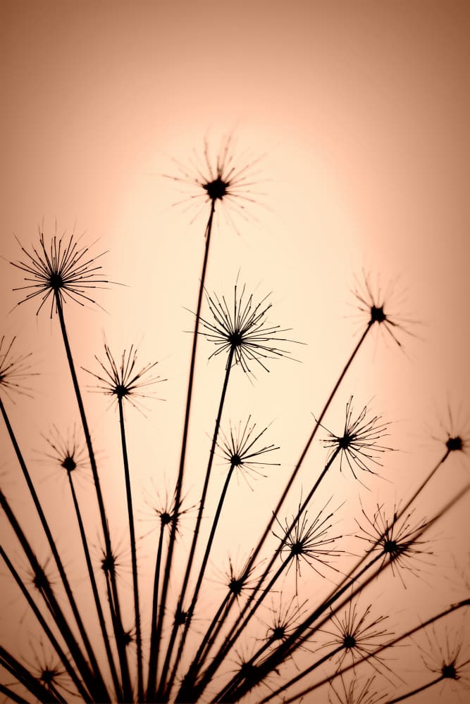 Delicate Warm Silhouettes by Christina Sillen — canvas wall art