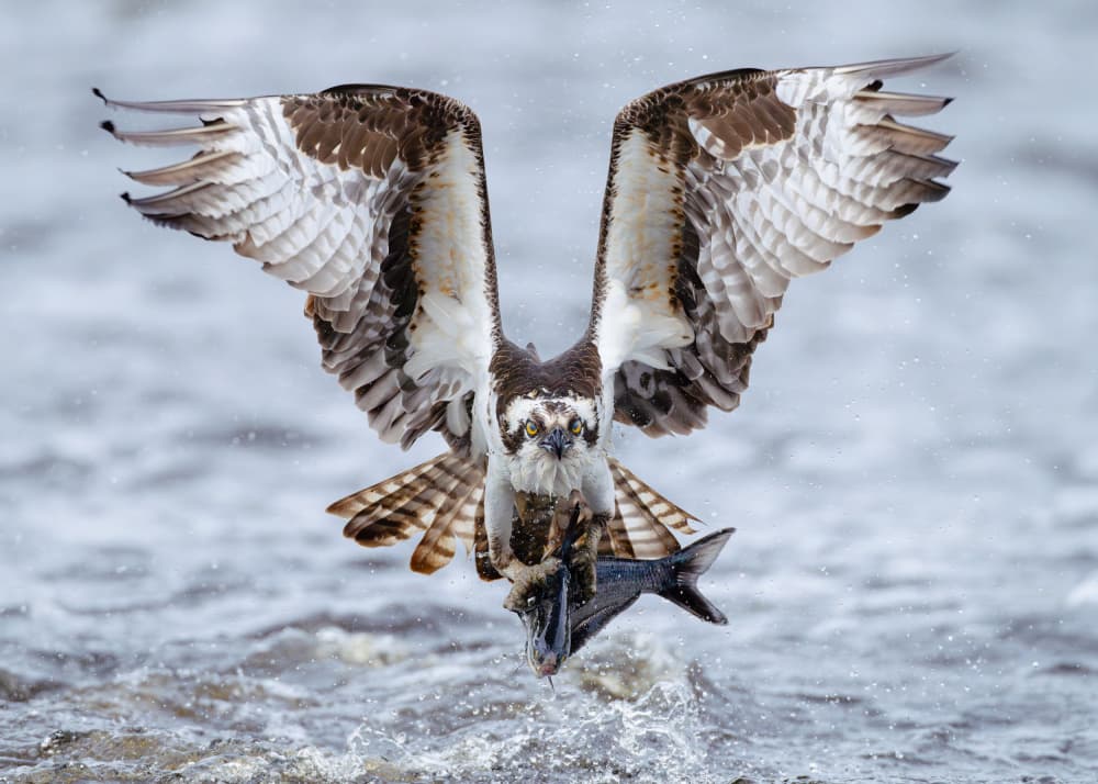Osprey Fish Catch by Johnny Chen — canvas wall art
