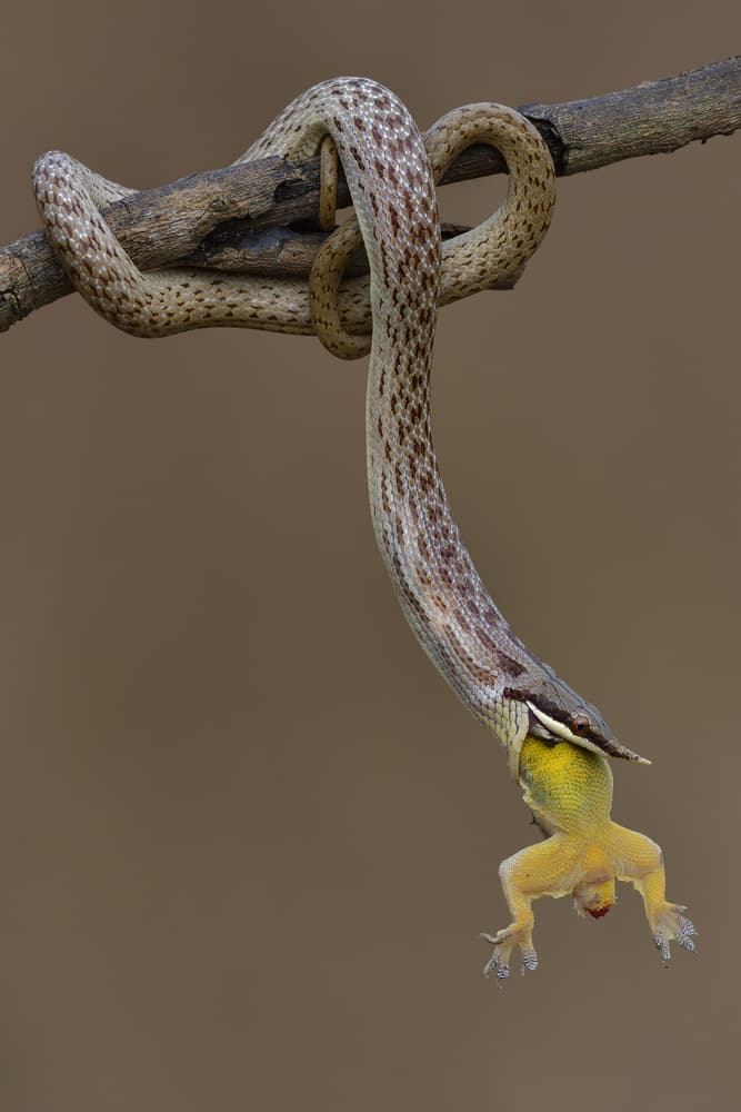 Snake Devours Lizard by Phat Dao Tan — canvas wall art