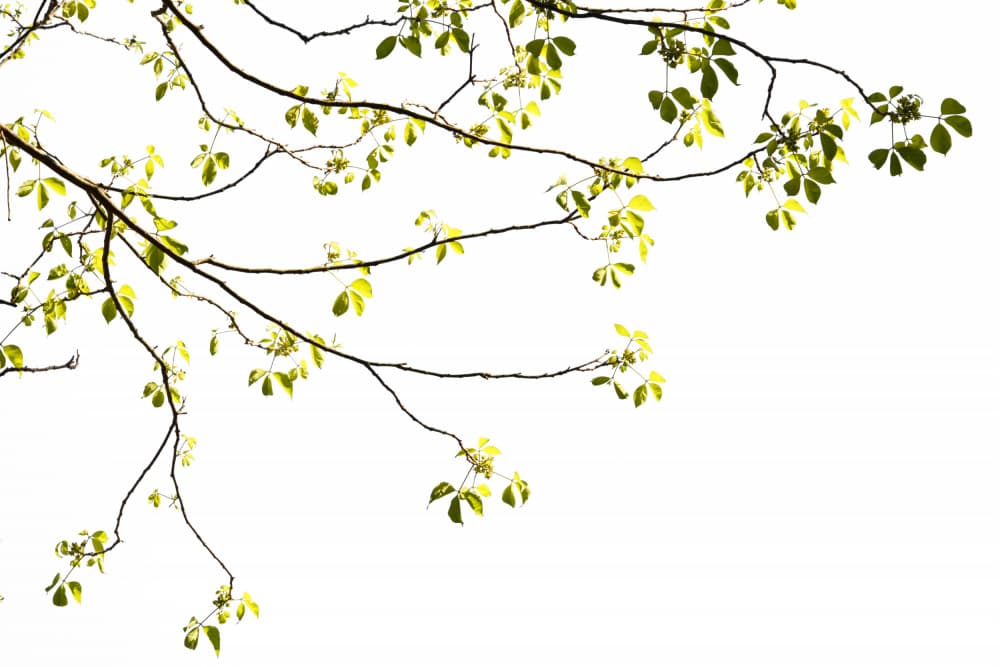 Glowing Green Leaves by amini54 — canvas wall art