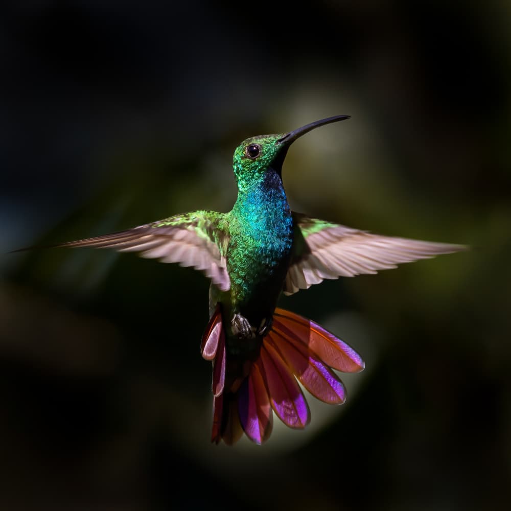 Vibrant Hummingbird in Flight by Xiaohong Zhang — canvas wall art