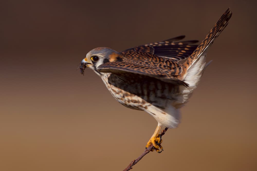 American Kestrel Perched Hunter by Gavin Lam — canvas wall art