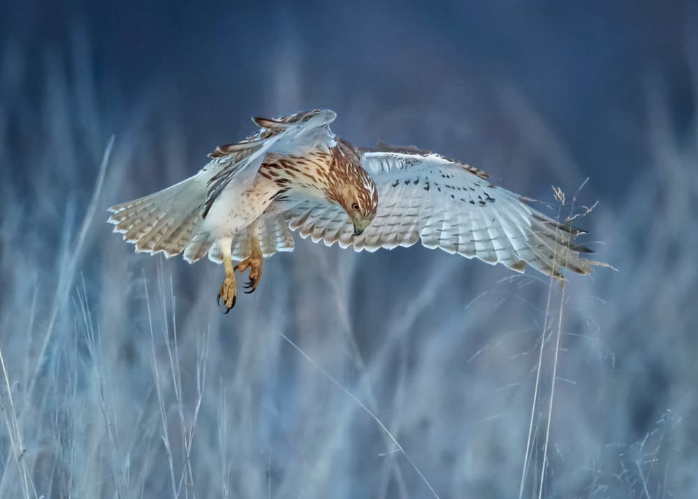 Blue Hour Hunter by Rob Li — canvas wall art