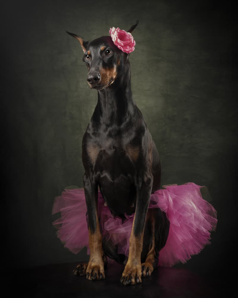 Pink Tutu Doberman by Noa Nick — canvas wall art