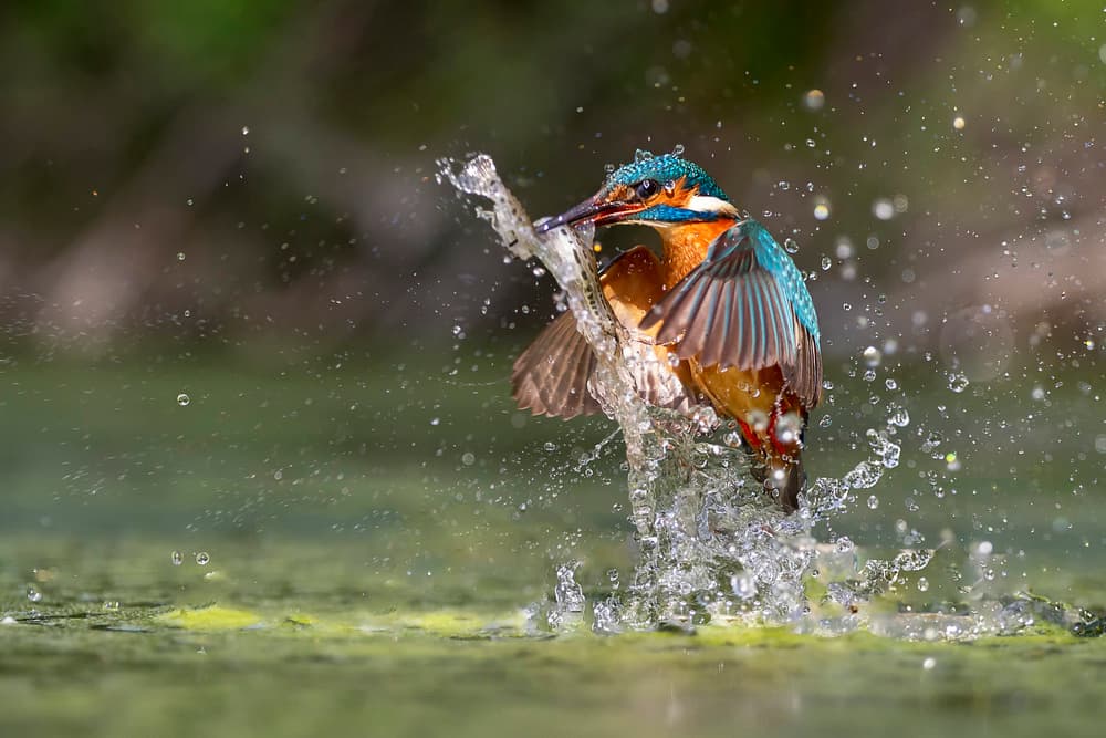 Vibrant Kingfisher Splash by Marco Redaelli — canvas wall art