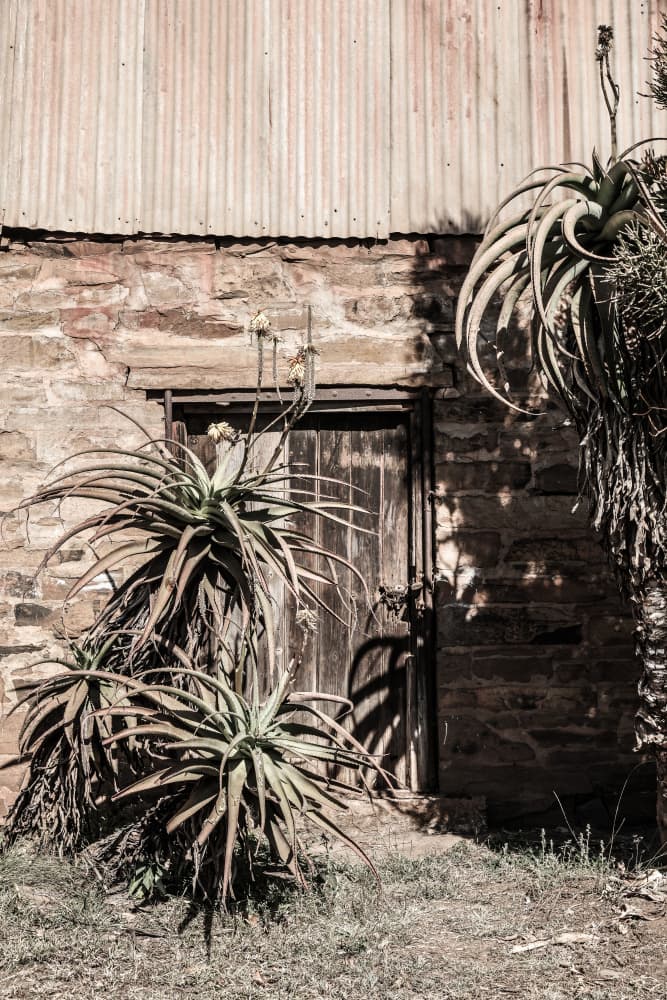 Barnside Bloom by Shot by Clint — canvas wall art