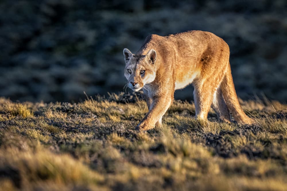 Golden Hour Puma by Jeffrey C. Sink — canvas wall art