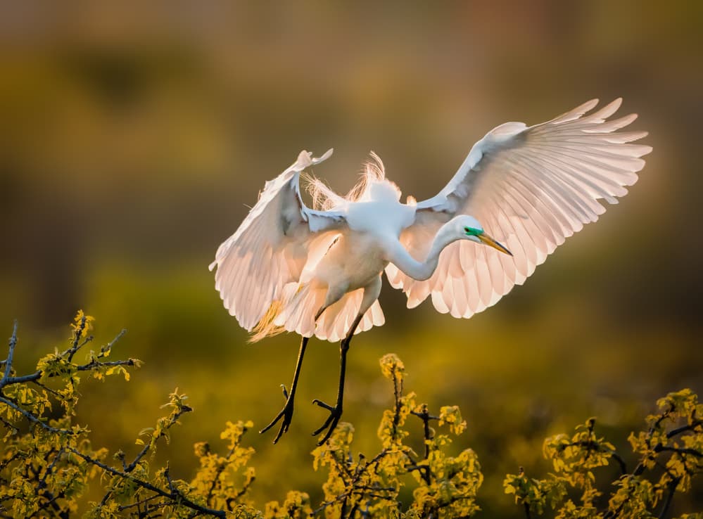 Golden Hour Egret by Alex Li — canvas wall art