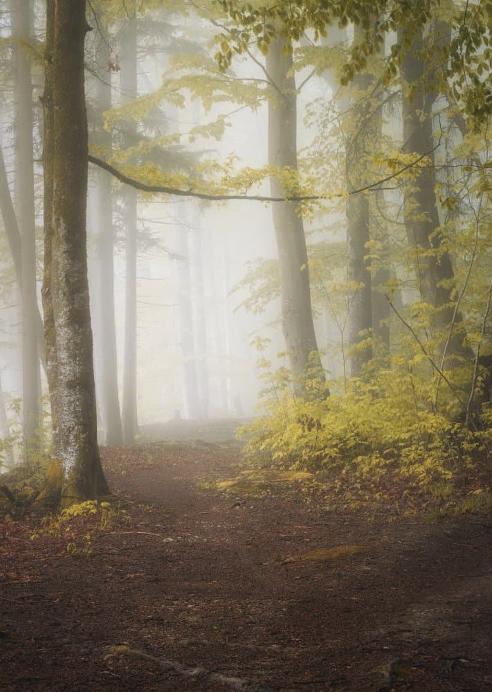 Misty Forest Path by Norbert Maier — canvas wall art